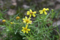 Senecio tenuifolius